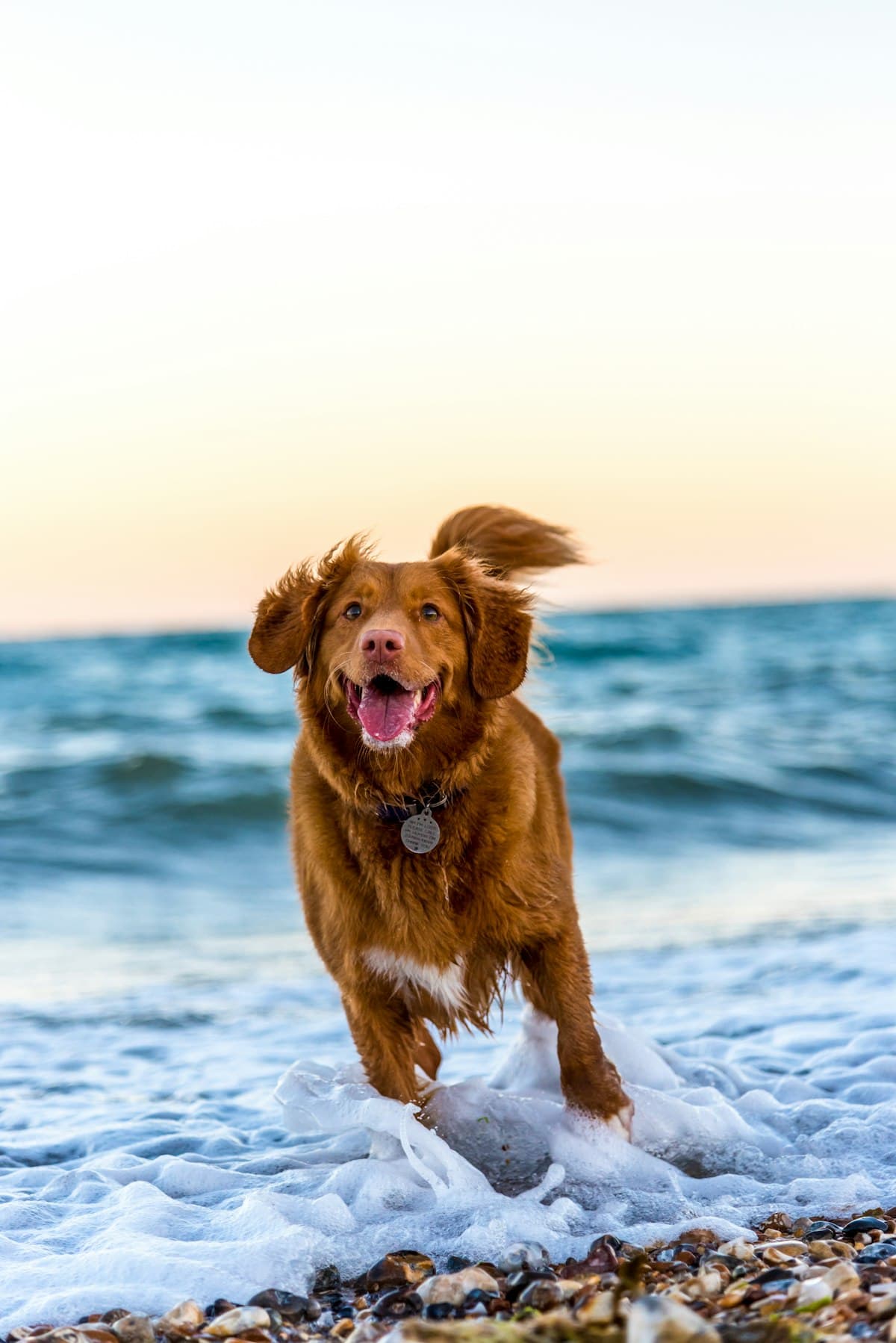 Dog running on the beach. Photo: Unsplash
